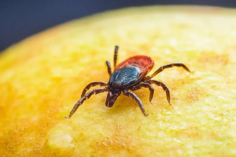Kleszcze — biologia, choroby przenoszone i opryski terenu