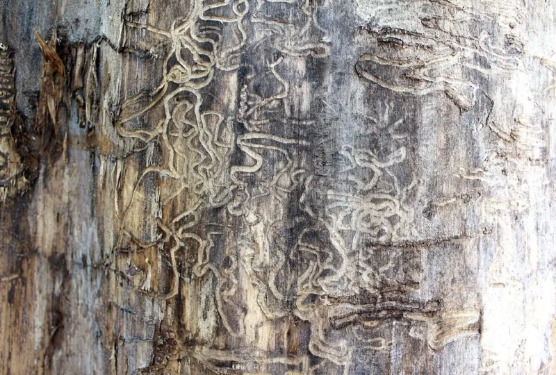 Galerie wygryzane w drewnie przez kornika domowego