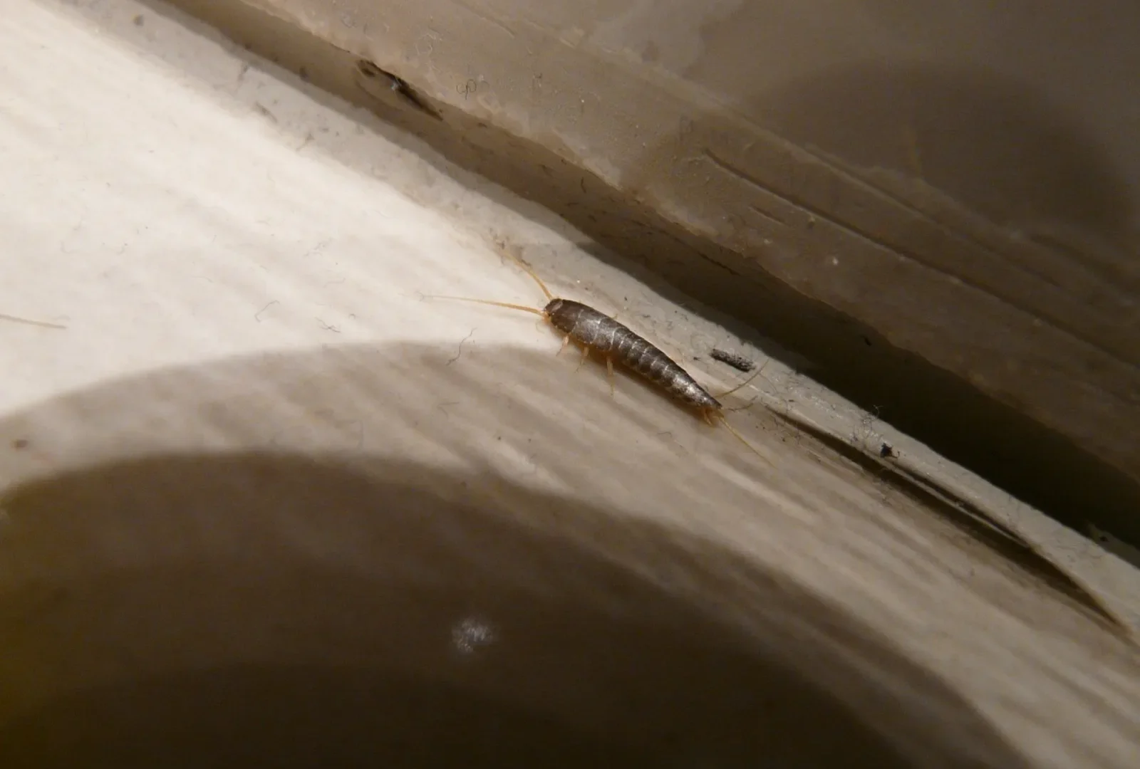 Rybik cukrowy (Lepisma saccharina) — szkodnik łazienek